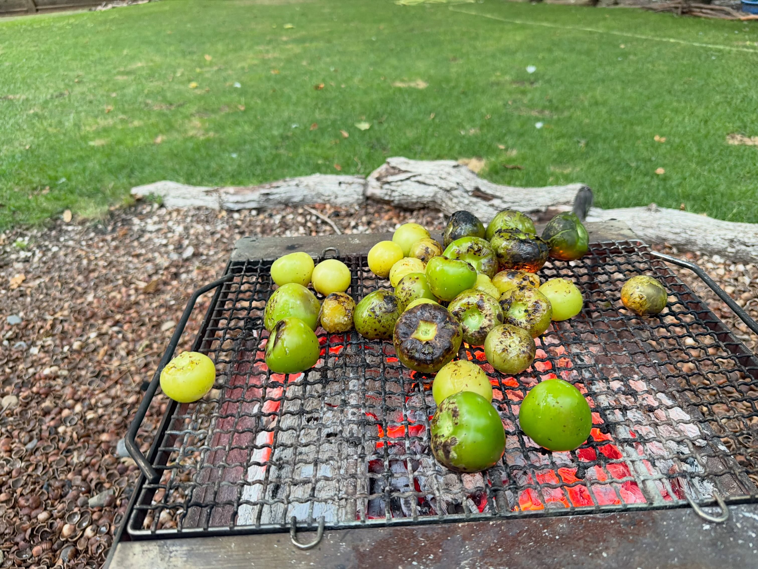 Tomatillos and ground cherries roasting over glowing coals