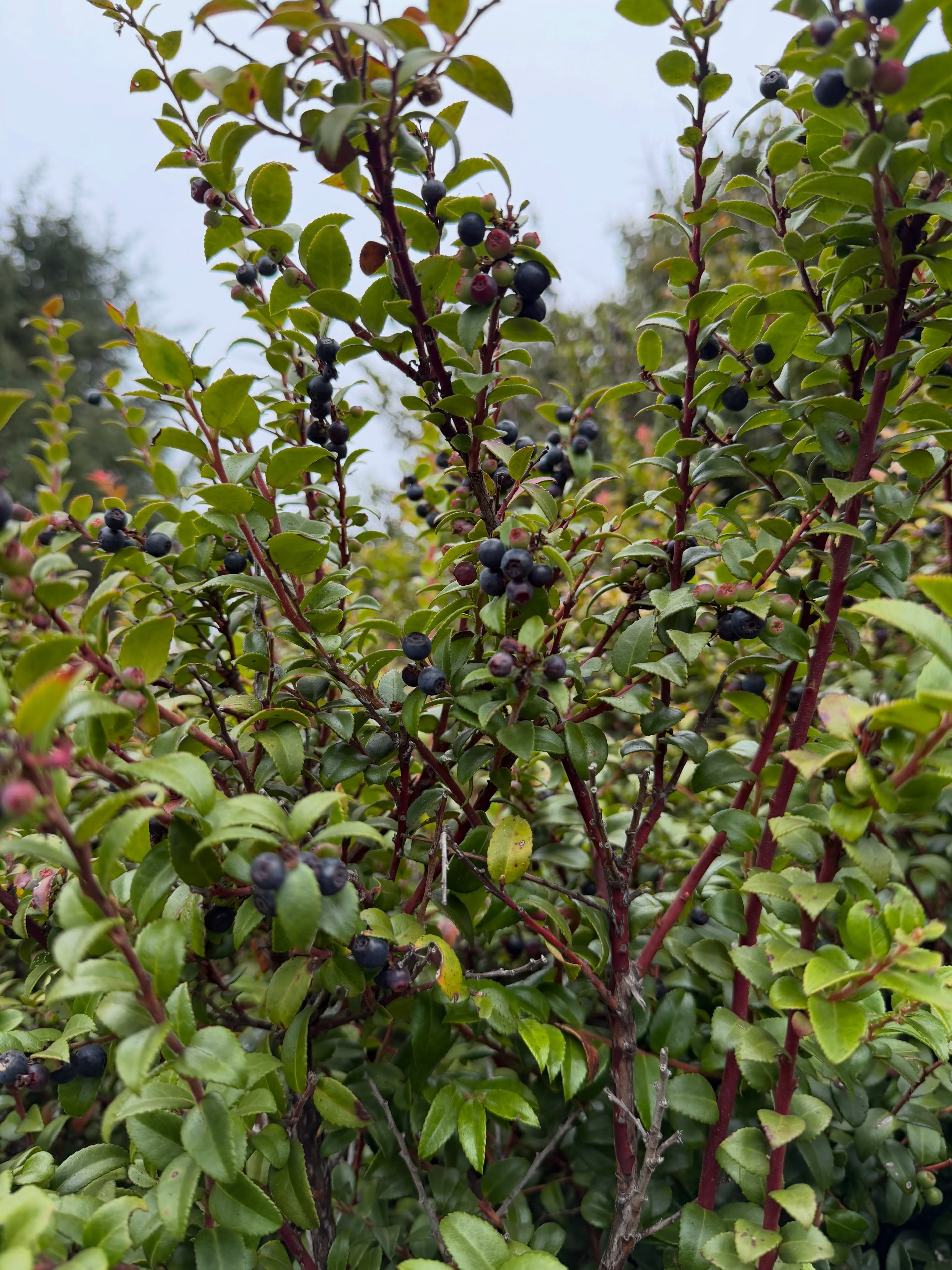 Evergreen huckleberries growing along the Pacific coast
